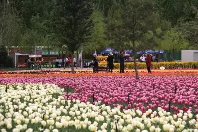 第九届中国花卉博览会五大辅展区亮点纷呈(组图)(图1)